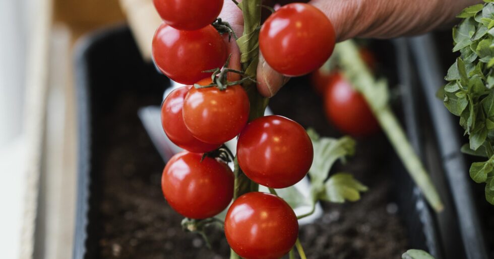 Come coltivare un Orto sul Balcone? – CornFlor Soluzioni per il tuo giardino